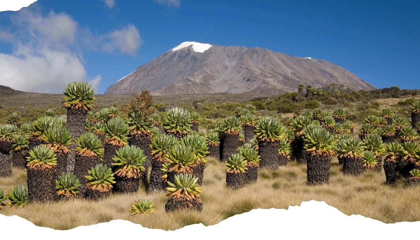 Kilimanjaro camp scene on a charity climb
